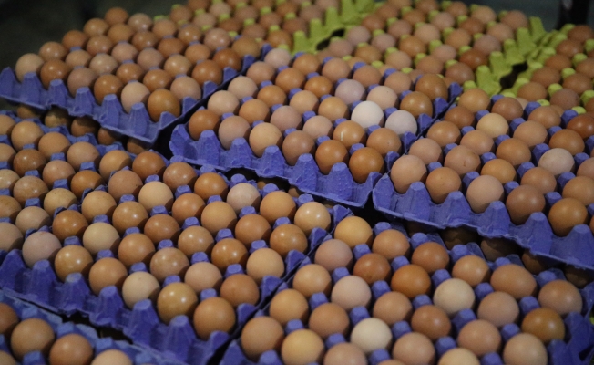 Ordu'dan organik yumurta ihracatı